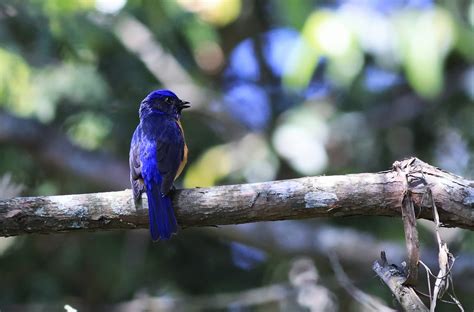 喜鵲 飼養|臺灣外來種鳥類介紹：喜鵲 (2023/02/23版本) 